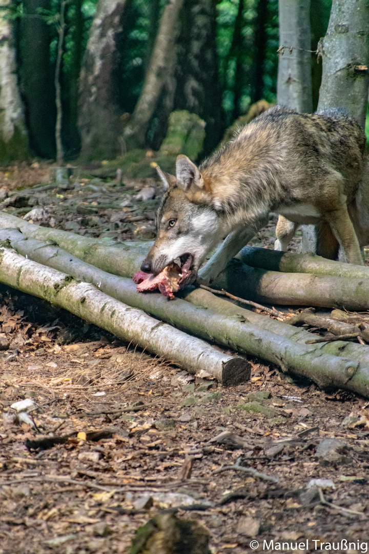 Wolf bei der Fütterung