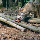 Wolf bei der Fütterung