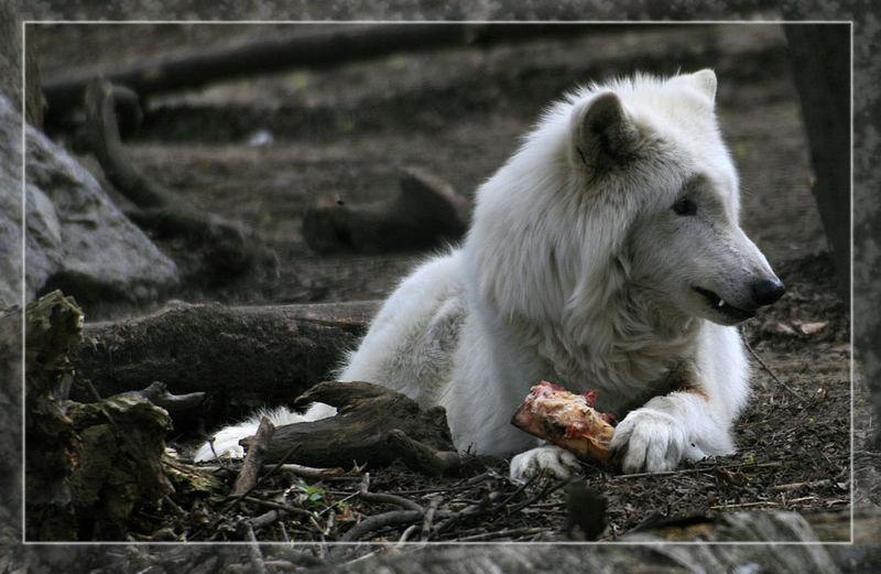 Wolf bei der Jause