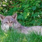 Wolf beim Ausruhen unterm Baum im Tiergarten Worms