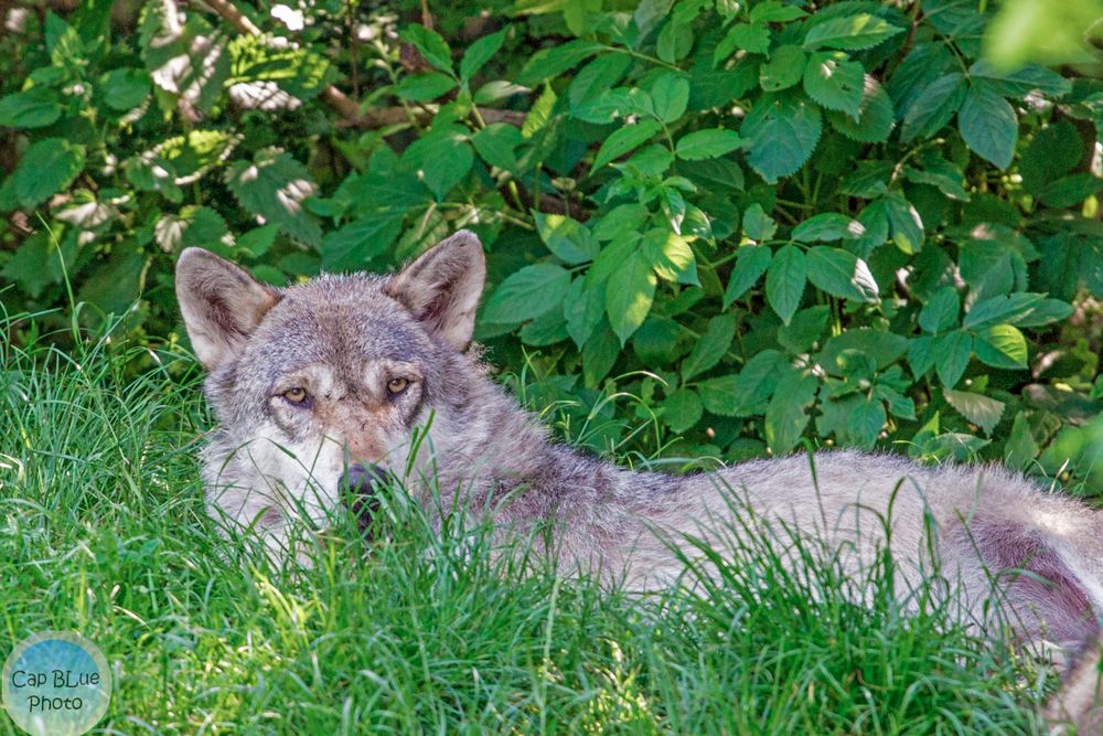 Wolf beim Ausruhen unterm Baum im Tiergarten Worms