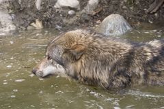 Wolf beim Baden