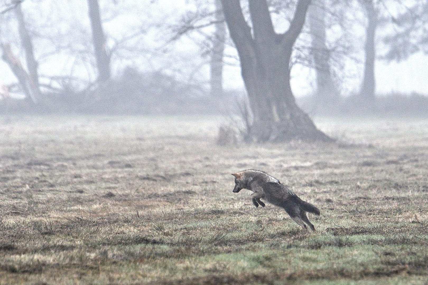 Wolf beim Beutesprung