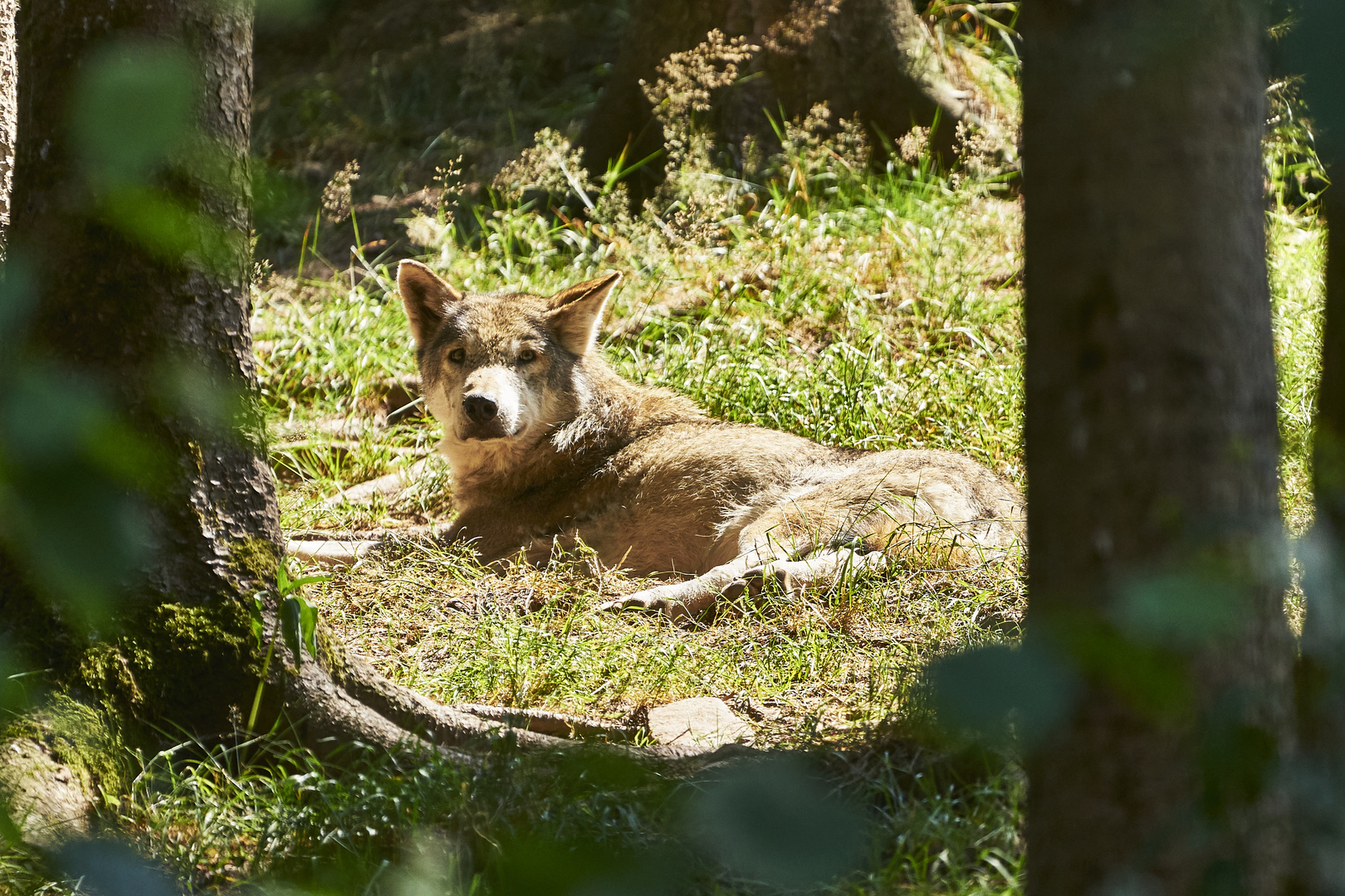 Wolf beim chillen in der Sonne