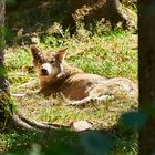 Wolf beim chillen in der Sonne