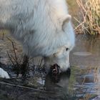 Wolf beim Eis schlecken