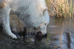 Wolf beim Eis schlecken