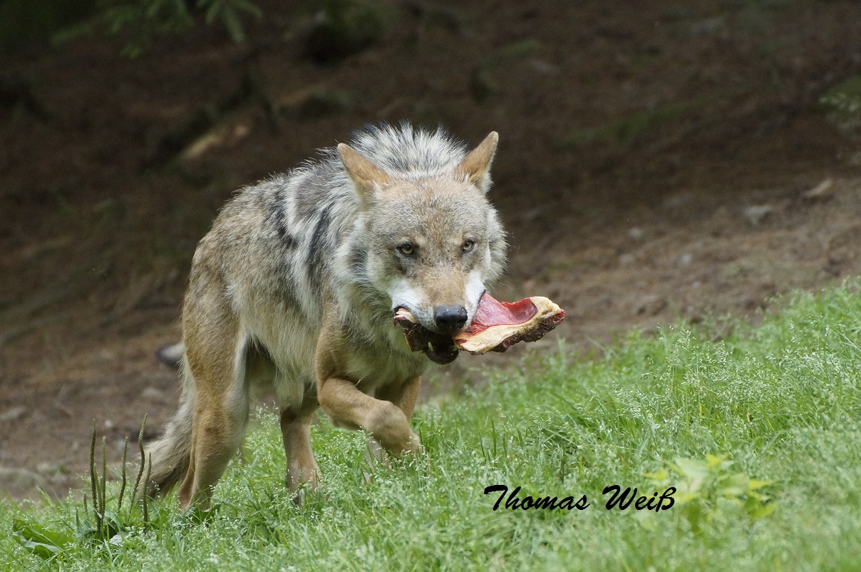 Wolf beim Fressen