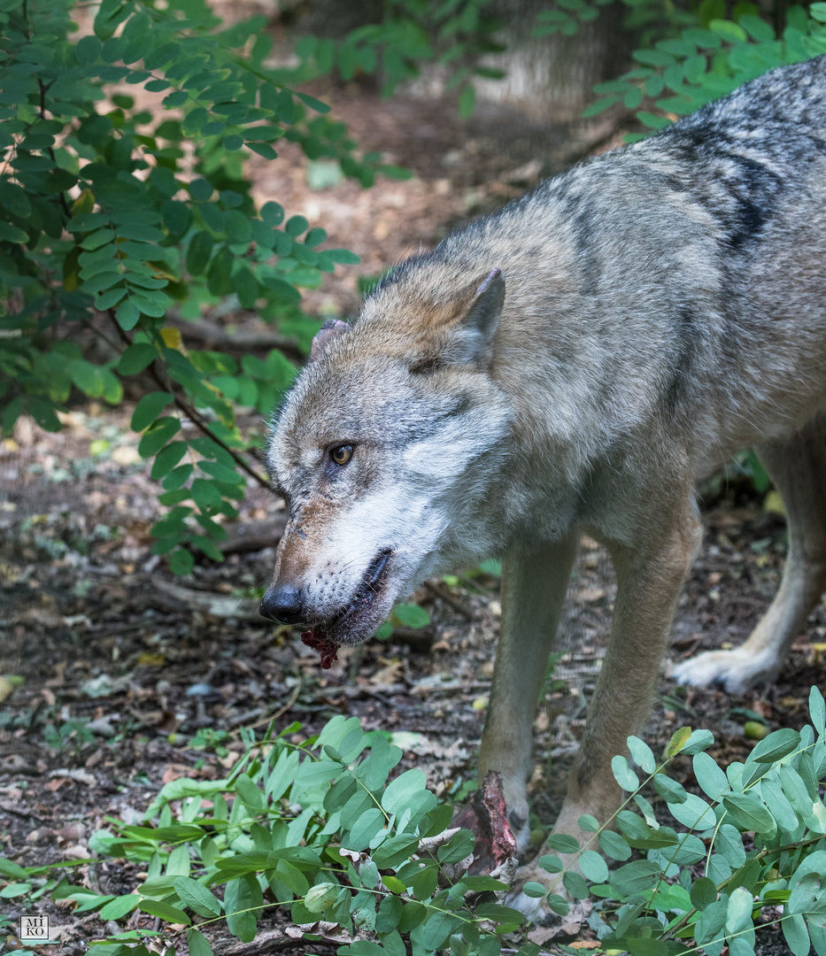 Wolf beim Fressen