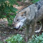 Wolf beim Fressen