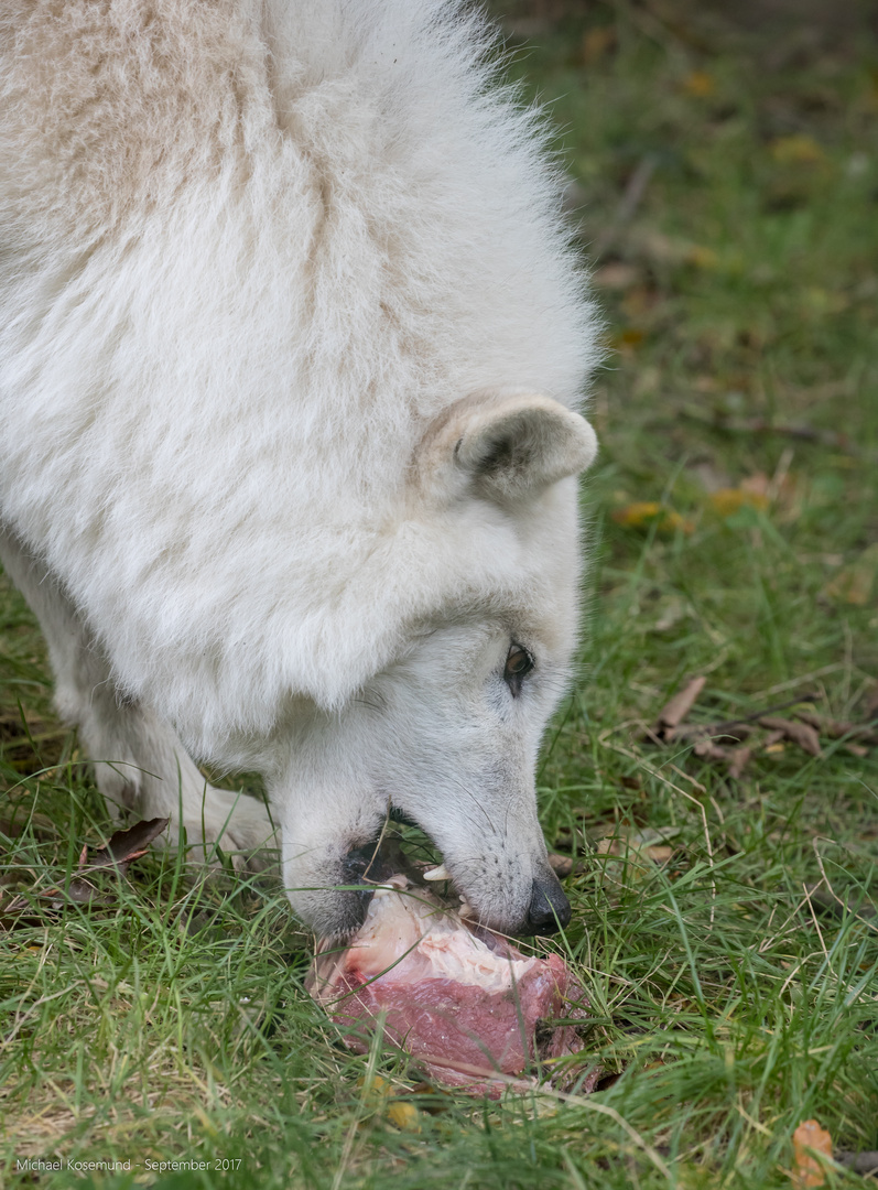 Wolf beim Fressen