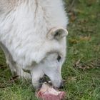 Wolf beim Fressen