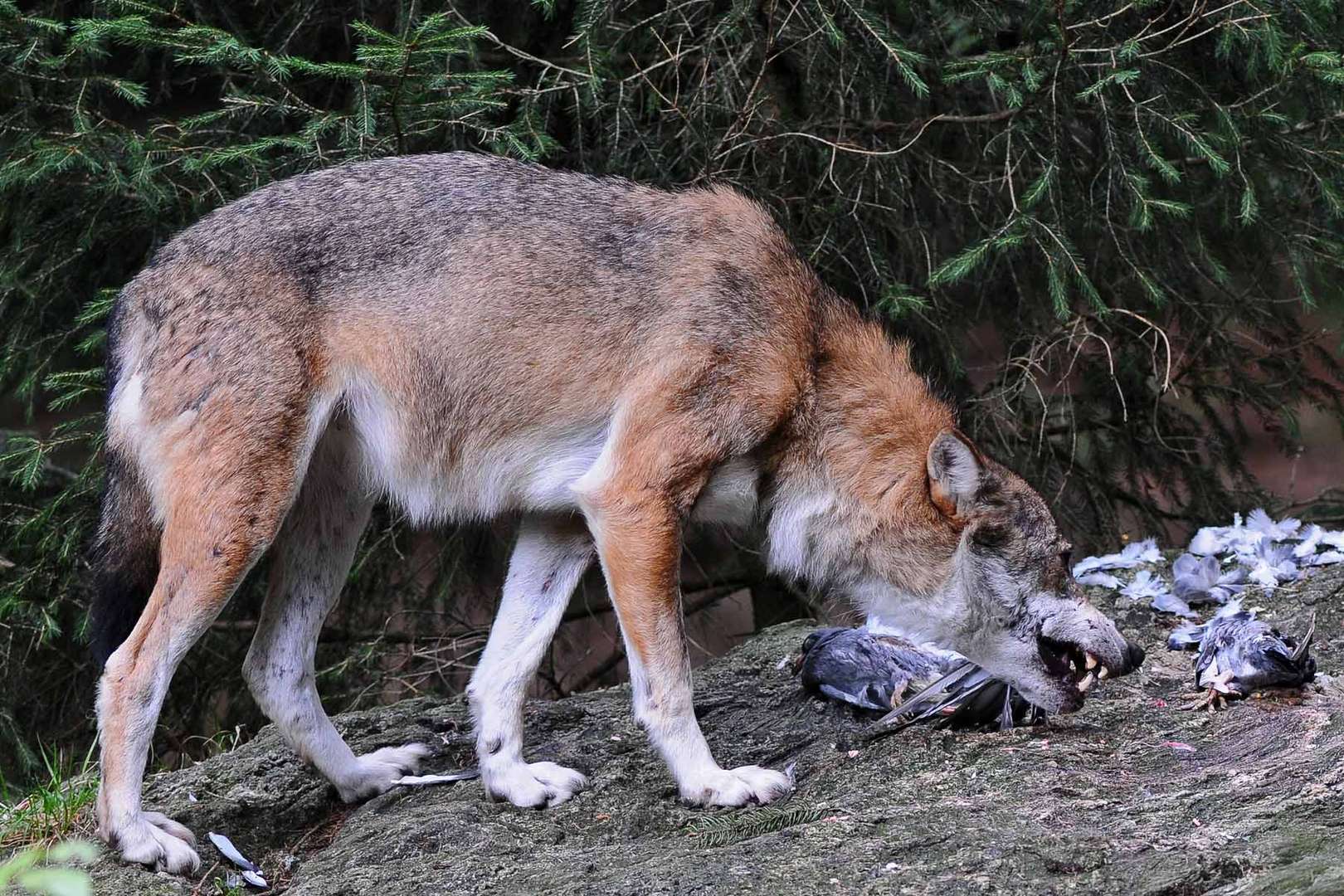 Wolf beim Frühstück