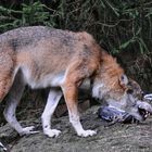 Wolf beim Frühstück