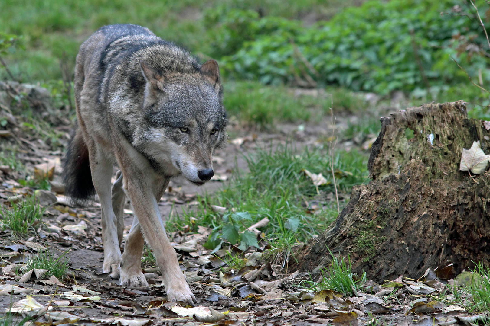 Wolf beim Herbstspaziergang