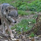 Wolf beim Herbstspaziergang