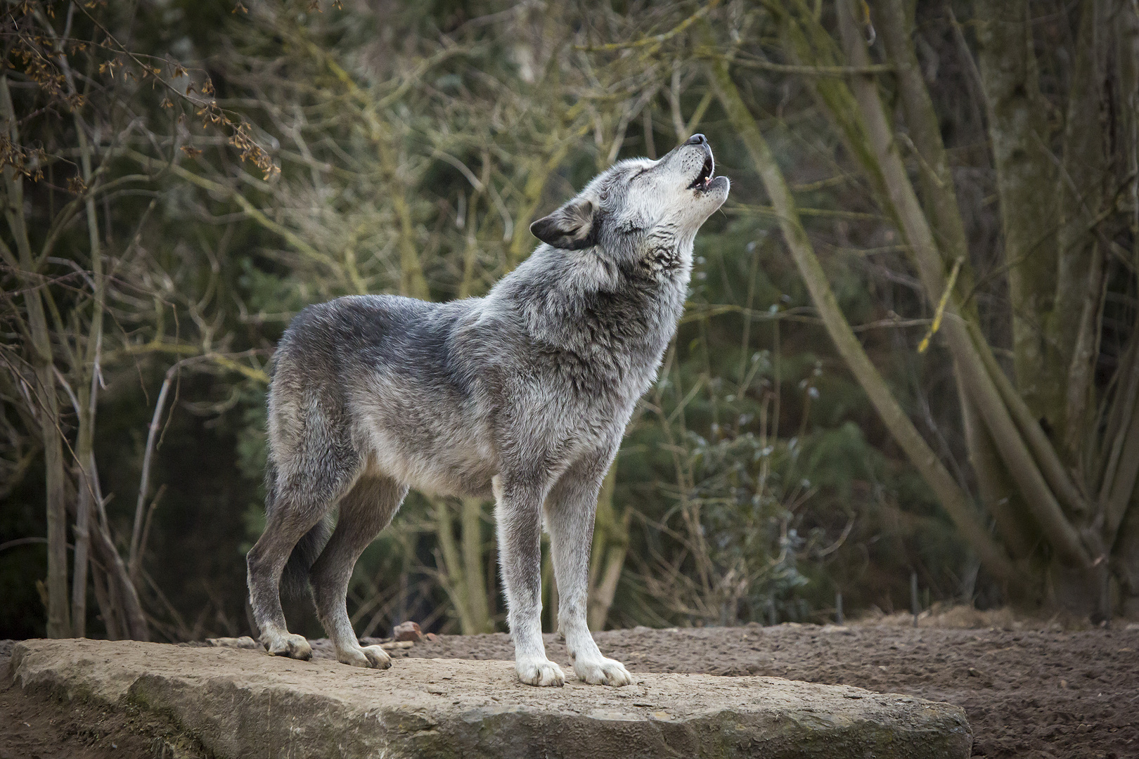 Wolf beim heulen Foto & Bild | tiere, zoo, wildpark & falknerei, canon