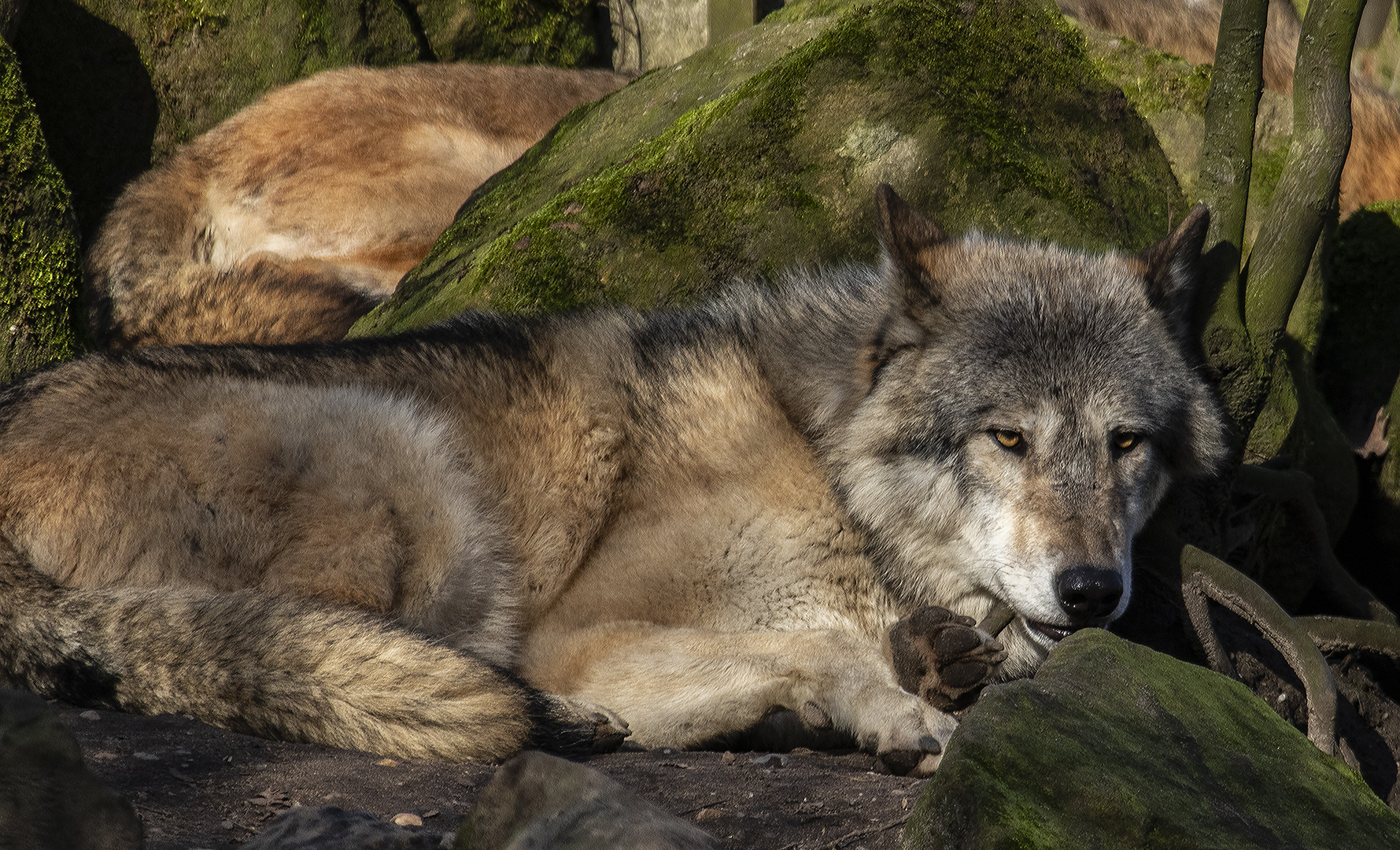 Wolf beim Mittagsschlaf