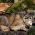 Wolf beim Mittagsschlaf