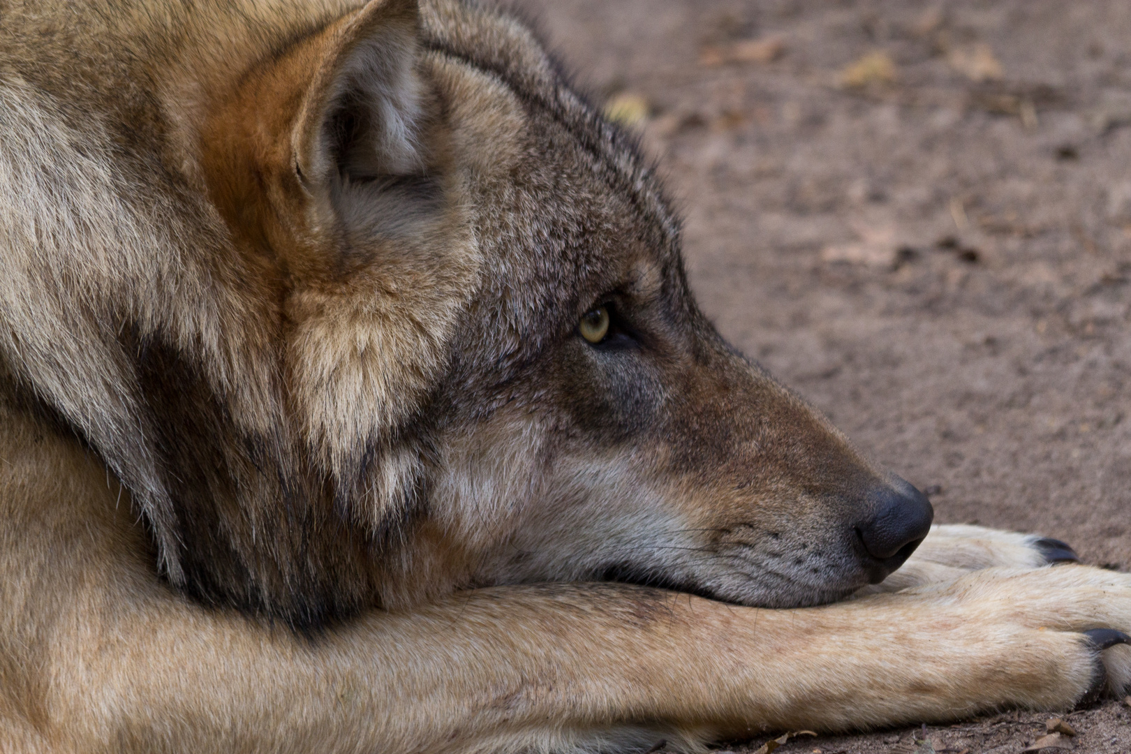 Wolf beim Nachmittagsschläfchen