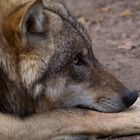 Wolf beim Nachmittagsschläfchen