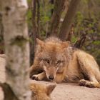 Wolf beim Relaxen