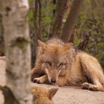 Wolf beim Relaxen