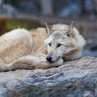 Wolf beim relaxen