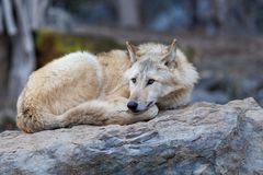 Wolf beim relaxen