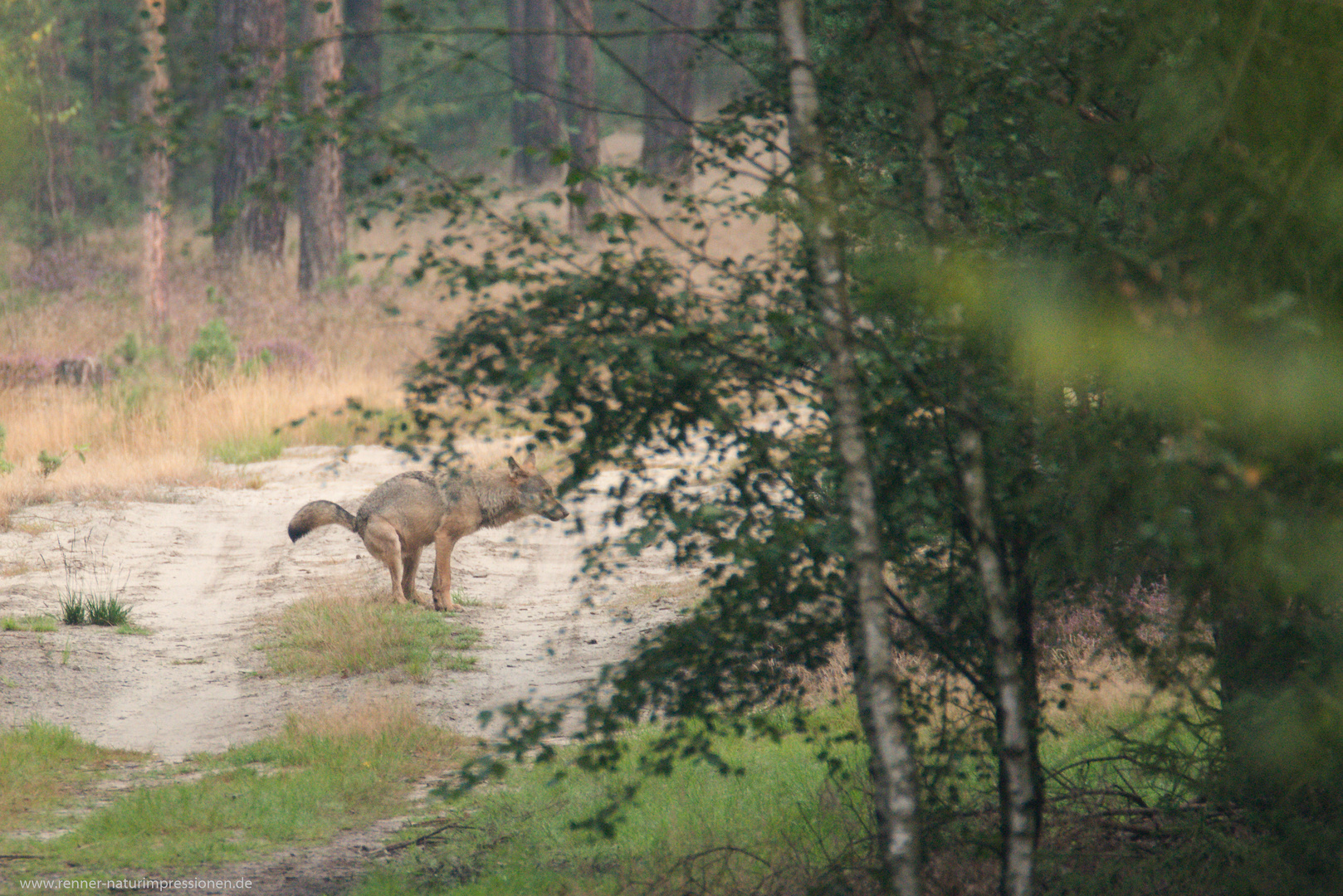  Wolf beim Revier markieren