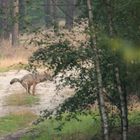  Wolf beim Revier markieren