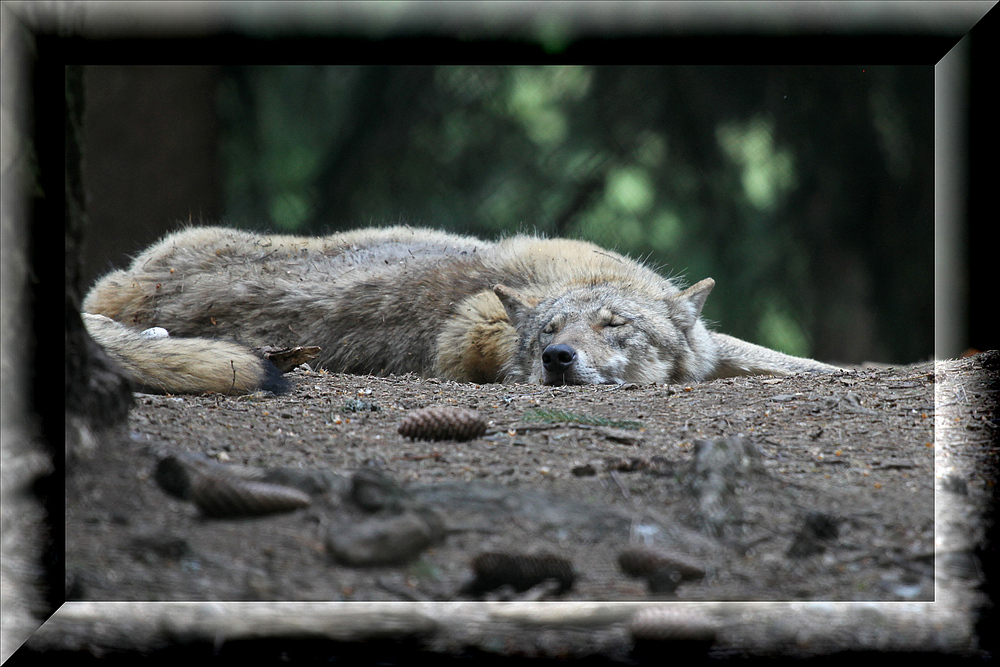 Wolf beim Schlafen