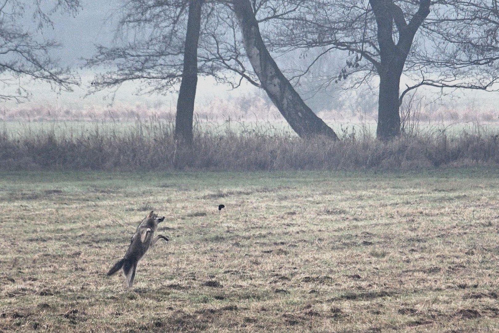 Wolf beim Spielen mit seiner Beute