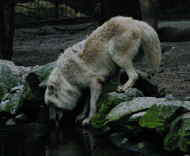 Wolf beim trinken