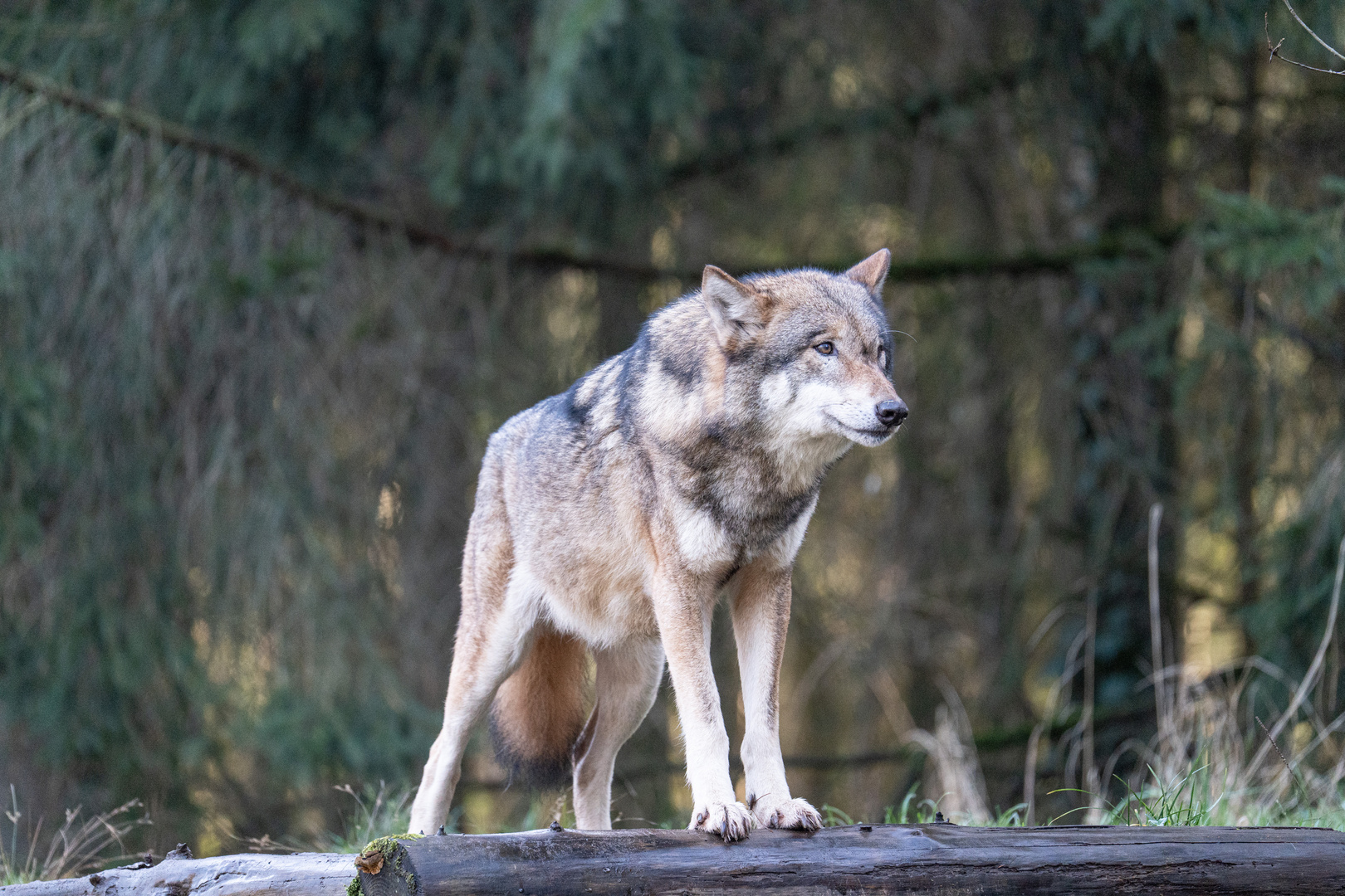 Wolf betrachtet die Zuschauer