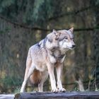 Wolf betrachtet die Zuschauer