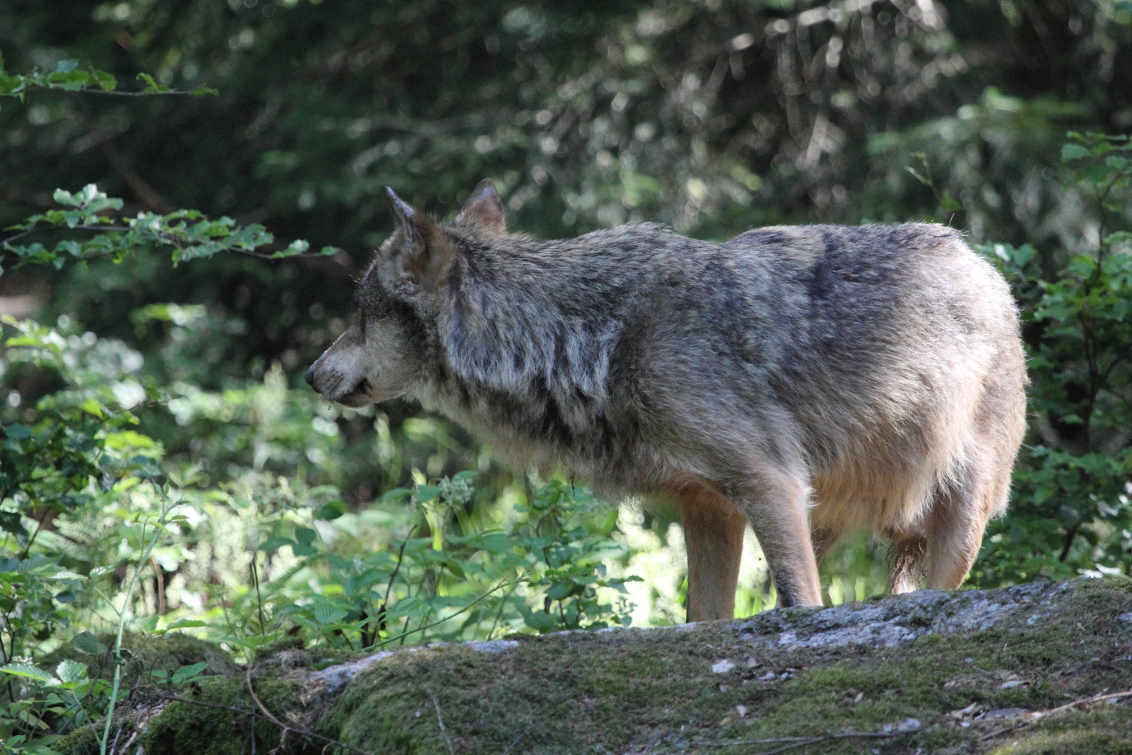 Wolf bild 2