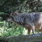 Wolf bild 2