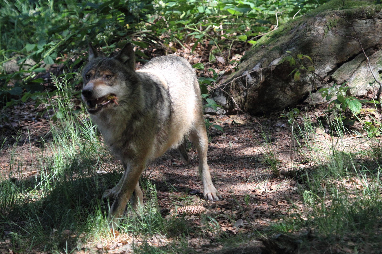 Wolf Bild 4