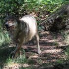 Wolf Bild 4