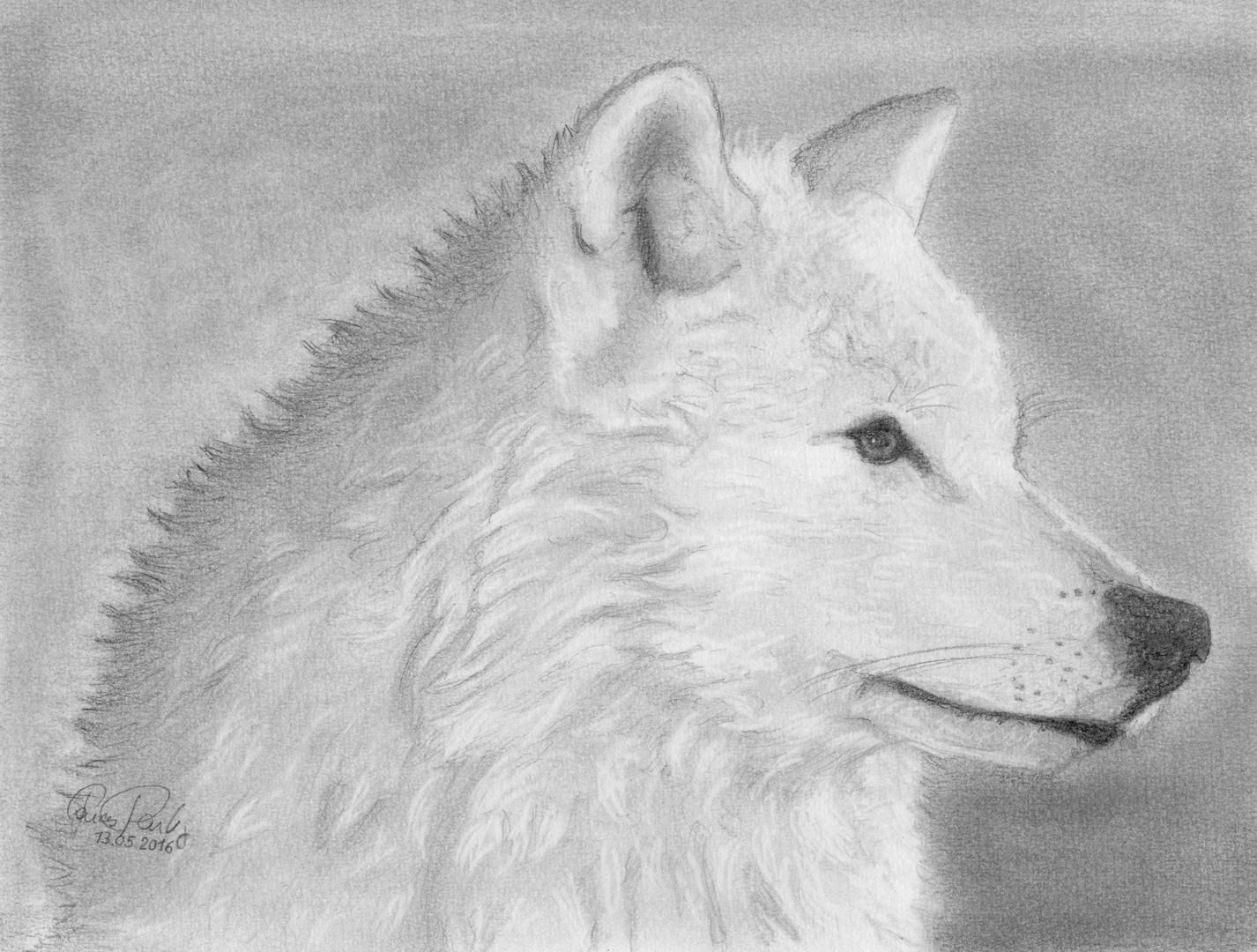 Wolf Bleistiftzeichnung Foto Bild Meine Kunst Wolf Tier Bilder Auf Fotocommunity