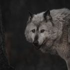 Wolf blick