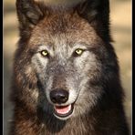 Wolf   " Blick-Kontakt "