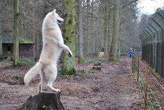 Wolf blickt über den Tellerrand