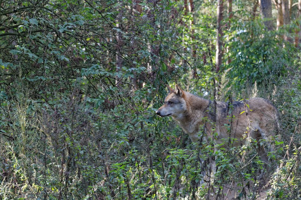 Wolf (Canis lupus)