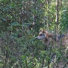 Wolf (Canis lupus)