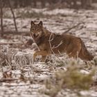 Wolf (Canis lupus)