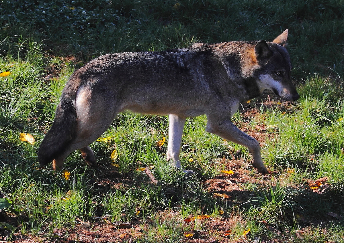 Wolf (Canis lupus) 