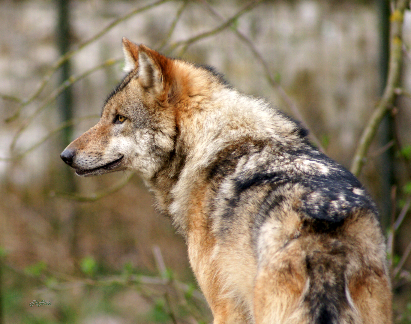 wolf (canis lupus)