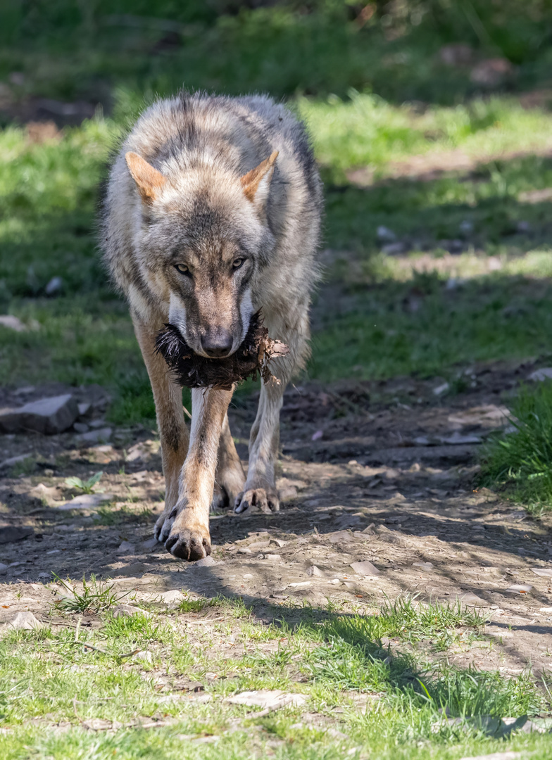 Wolf ( Canis lupus)